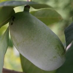 Veredelte Indianerbanane (Paw Paw) `Prima 1216´ (40-60cm) Asimina Triloba `Prima 1216´ -BaumReich Geschaft indianerbanane43 1