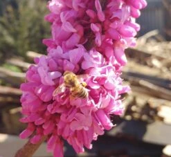 Judasbaum Cercis Siliquastrum -BaumReich Geschaft judasbaum mit biene 3UmROOMoGkmKP3