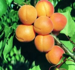 Aprikose `Kuresia´ (einjährige Pflanze) Prunus Armeniaca `Kuresia´
