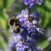 Mönchspfeffer Vitex Agnus Castus -BaumReich Geschaft m nchspfeffer 44