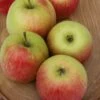 Delcorf (Delbarestival ®) Malus Domestica `Delcorf´ 2 Delcorf (Delbarestival ®) Malus Domestica `Delcorf´ -BaumReich Geschaft malus domestica delbarestival R