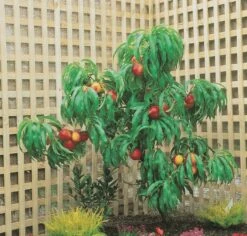 Zwergnektarine `Rubis® Necta ZeeⓈ´ Prunus Nucipersica 8 Zwergnektarine `Rubis® Necta ZeeⓈ´ Prunus Nucipersica -BaumReich Geschaft nektarine necta zee rubis baum