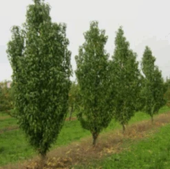 Säulen-Pfirsich `Ellora´ Prunus Persica `Ellora´ -BaumReich Geschaft pfirsich ellora baeume