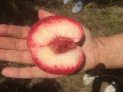 Säulen-Pfirsich `Ellora´ Prunus Persica `Ellora´ -BaumReich Geschaft pfirsich ellora frucht1