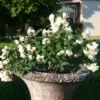 Zwerg-Gartenjasmin `Little White Love´ Philadelphus Coronarius -BaumReich Geschaft philadelphus little white love 3