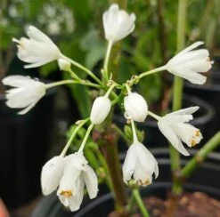 Rispen-Pimpernuss Staphylea Pinnata -BaumReich Geschaft pimpernuss2