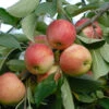 Rebella ® Malus Domestica -BaumReich Geschaft rebellas