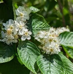 Erlenblättrige Eberesche `Red Bird´ Sorbus Alnifolia `Red Bird´ 8 Erlenblättrige Eberesche `Red Bird´ Sorbus Alnifolia `Red Bird´ -BaumReich Geschaft red bird 2
