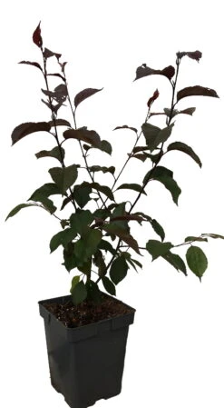 Zierapfel Royalty Malus `Royalty´ 9 Zierapfel Royalty Malus `Royalty´ -BaumReich Geschaft royalty2