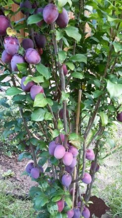 Rote Säulen-Mirabelle `Ruby´ Wurzelnackt Prunus Domestica Subsp. Syriaca `Ruby´ -BaumReich Geschaft ruby2a0Cx9InYDY0Pl