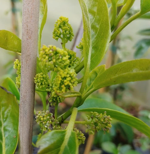 Schwarzer Tupelobaum Nyssa Sylvatica 4 Schwarzer Tupelobaum Nyssa Sylvatica – Bild 2