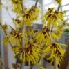 Zaubernuss `Arnold Promise´ Hamamelis X Intermedia `Arnold Promise´ -BaumReich Geschaft zaubernuss arnold promise