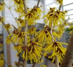 Zaubernuss `Arnold Promise´ Hamamelis X Intermedia `Arnold Promise´