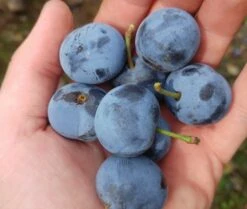 Zibarte Voraussichtlich Ab Juni/Juli Wieder Verfügbar -BaumReich Geschaft zibarte 22