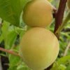 Honigpfirsich `Honeysun®´ Prunus Persica `Honeysun´ 1 Honigpfirsich `Honeysun®´ Prunus Persica `Honeysun´ -BaumReich Geschaft zierpfirsich fruchtXZbYapVdmRotk