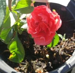 Zierquitte `Pink Storm´ Chaenomeles Japonica `Pink Storm´ -BaumReich Geschaft zierquitte chaenomeles pink storm