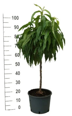 Zwergpfirsich `Bonanza´ Prunus Persica -BaumReich Geschaft zwergpfirsich weiss